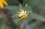 Blackeyed Susan